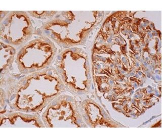 V-ATPase G1 Antibody (D-5) - Immunohistochemistry - Image 289203 