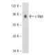 v-Myb/c-Myb Antibody (3H2747) - Western Blotting - Image 35154