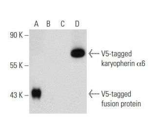 V5-Probe Antibody (C-9) - Western Blotting - Image 134992 