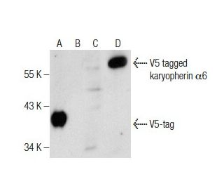 V5-Probe Antibody (H-9) - Western Blotting - Image 160517 