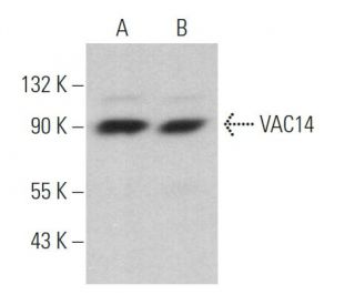 VAC14 Antibody (F-12) - Western Blotting - Image 368760 