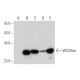 VACVase Antibody (E-3) - Western Blotting - Image 318346 