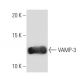 VAMP-3 Antibody (k2A2) - Western Blotting - Image 67361