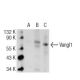 Vangl1 Antibody (E-3) - Western Blotting - Image 109171 