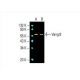 Vangl2 Antibody (C-2) - Western Blotting - Image 392431
