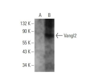 Vangl2 Antibody (C-8) - Western Blotting - Image 344280 