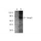 Vangl2 Antibody (C-8) - Western Blotting - Image 344280 