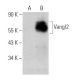 Vangl2 Antibody (C-8) - Western Blotting - Image 366666