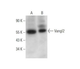 Vangl2 Antibody (C-2) - Western Blotting - Image 344461