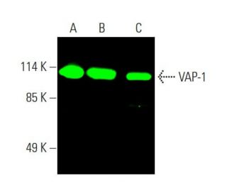 VAP-1 Antibody (A-8) - Western Blotting - Image 387640 