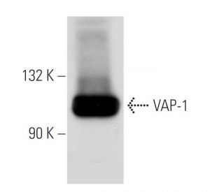 VAP-1 Antibody (TK8-14) - Western Blotting - Image 11267
