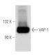 VAP-1 Antibody (TK8-14) - Western Blotting - Image 11267