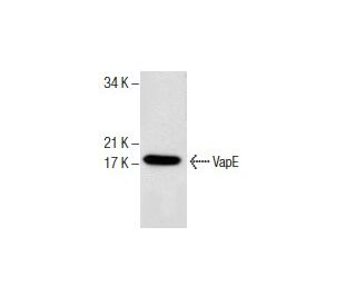 VapE Antibody (G-9) - Western Blotting - Image 286067 