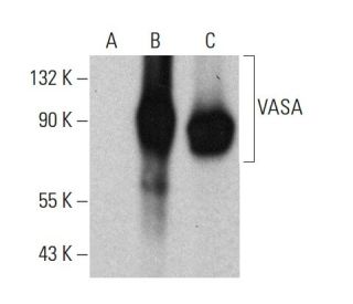 VASA Antibody (2F9H5) - Western Blotting - Image 380982 