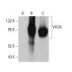 VASA Antibody (2F9H5) - Western Blotting - Image 380982 