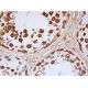 VASA Antibody (2F9H5) - Western Blotting - Image 384567