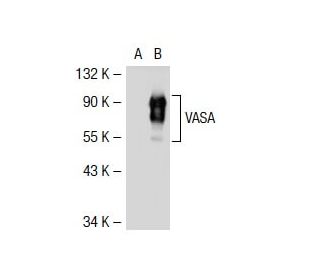 VASA Antibody (L18Z) - Western Blotting - Image 38835