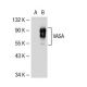 VASA Antibody (L18Z) - Western Blotting - Image 38835