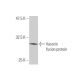 Vasorin Antibody (4G7) - Western Blotting - Image 350325