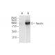Vasorin Antibody (4G7) - Western Blotting - Image 352228 