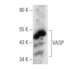 VASP Antibody (D-11) - Western Blotting - Image 354861 