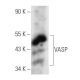 VASP Antibody (D-11) - Western Blotting - Image 354861 
