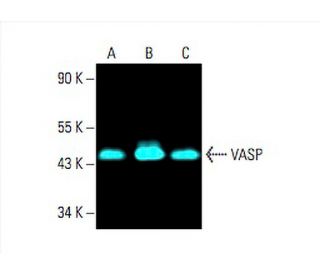 VASP Antibody (A-11) - Western Blotting - Image 393441