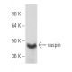 vaspin Antibody (1C4) - Western Blotting - Image 47931