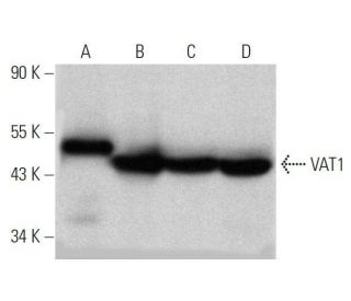 VAT1 Antibody (E-7) - Western Blotting - Image 358680 