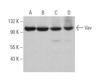 Vav Antibody (D-7) - Western Blotting - Image 373039Each CRISPR/Cas9 Knockout (KO) Plasmid product consists of a pool of 3 plasmids designed to ensure identification and cleavage of a specific gene for maximum knockout efficiency. Each plasmid encodes a unique 20 nt sequence derived from the GeCKO (v2) library.