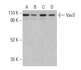 Vav3 Antibody (F-11) - Western Blotting - Image 401027