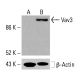 Vav3 Antibody (F-11) - Western Blotting - Image 416486