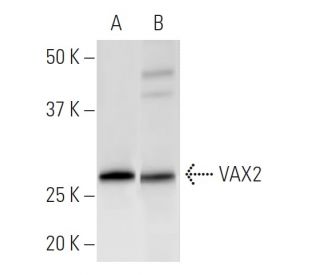 VAX2 Antibody (VAX2A8F12) - Western Blotting - Image 399591 