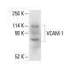 VCAM-1 Antibody (1.BB.619) - Western Blotting - Image 411252 