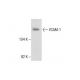 VCAM-1 Antibody (1G11) - Western Blotting - Image 287162