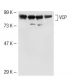 VCP Antibody (E-4) - Western Blotting - Image 44618 
