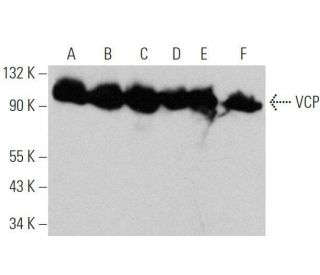 VCP Antibody (E-4) - Western Blotting - Image 356279 