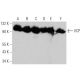 VCP Antibody (E-4) - Western Blotting - Image 356279 