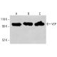 VCP Antibody (E-4) - Western Blotting - Image 413423
