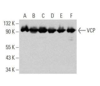 VCP Antibody (F-5) - Western Blotting - Image 356278 