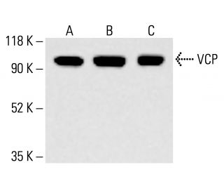 VCP Antibody (F-5) - Western Blotting - Image 413431