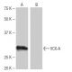 VCX-A Antibody (AL-78) - Western Blotting - Image 65093