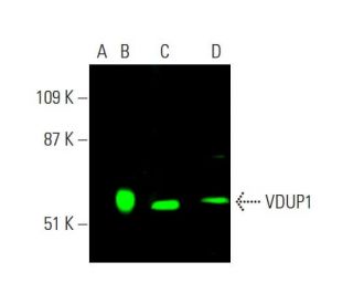 VDUP1 Antibody (D-2) - Western Blotting - Image 378798 