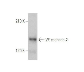 VE-cadherin-2 Antibody (F-4) - Western Blotting - Image 348629