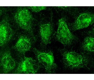 VEGF Antibody (F-5) - Immunofluorescence - Image 143169 