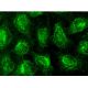 VEGF Antibody (F-5) - Immunofluorescence - Image 143169 