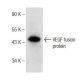 VEGF Antibody (F-5) - Western Blotting - Image 142604