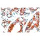VEGF Antibody (JH121) - Immunohistochemistry - Image 67406 