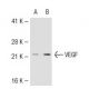 VEGF Antibody (JH121) - Western Blotting - Image 40285