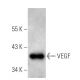 VEGF Antibody (VG76e) - Western Blotting - Image 12695